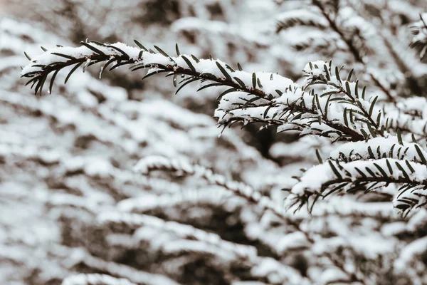 Ένα Κοντινό Πλάνο Των Κλαδιών Ενός Δέντρου Καλυμμένου Χιόνι — Φωτογραφία Αρχείου