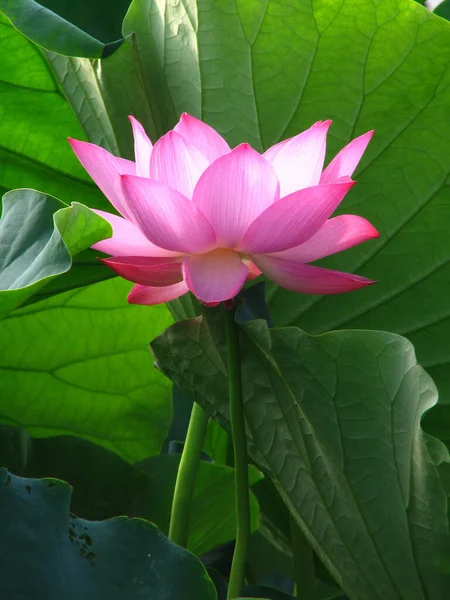 Eine Vertikale Aufnahme Eines Rosa Lotus Umgeben Von Blättern Aufgenommen — Stockfoto