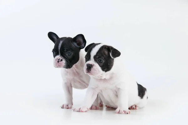 Een Close Shot Van Schattige Boston Terrier Puppies — Stockfoto