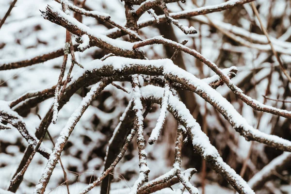 Ένα Κοντινό Πλάνο Των Γυμνών Κλαδιών Ενός Δέντρου Καλυμμένου Χιόνι — Φωτογραφία Αρχείου
