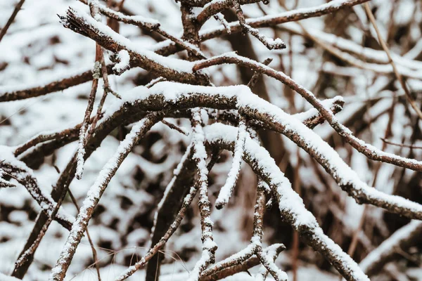 Primo Piano Dei Rami Nudi Albero Coperto Neve — Foto Stock