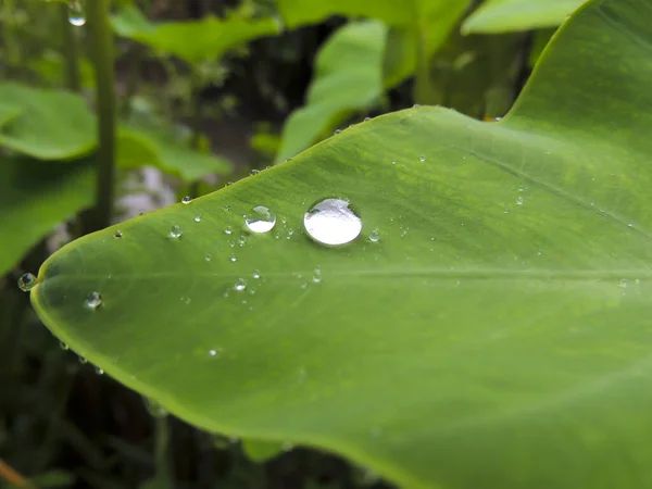 Primer Plano Rocío Una Gran Hoja Verde — Foto de Stock