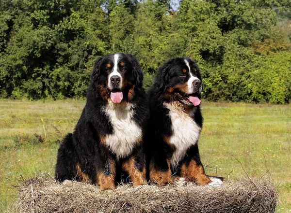 Los Dos Lindos Perros Montaña Bouvier Bernese Campo — Foto de Stock