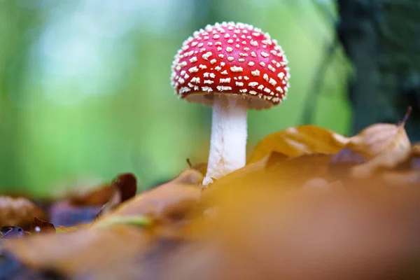 Selektiv Inriktning Giftig Fluga Agarisk Skogen — Stockfoto