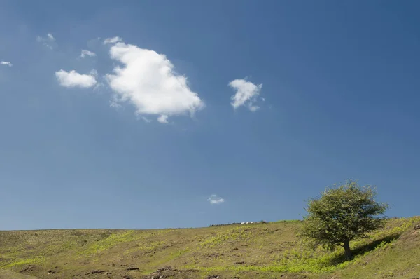 Ein Baum Einem Grasfeld Gegen Den Blauen Himmel — Stockfoto