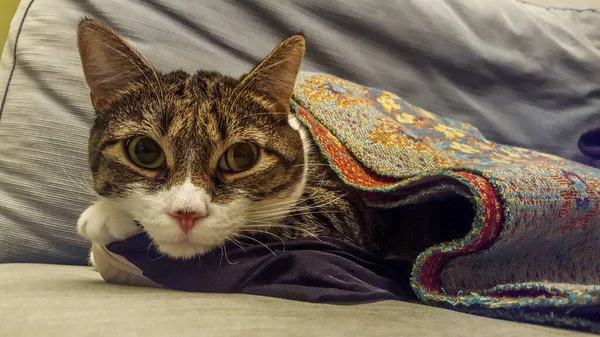 Close Gato Bonito Envolto Cobertor Enquanto Olha Para Câmera — Fotografia de Stock