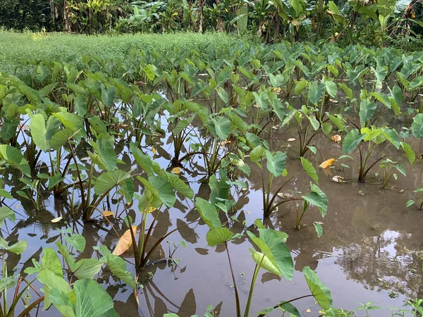 Les Plantes Tropicales Poussant Hors Eau Long Route Hana Sur — Photo