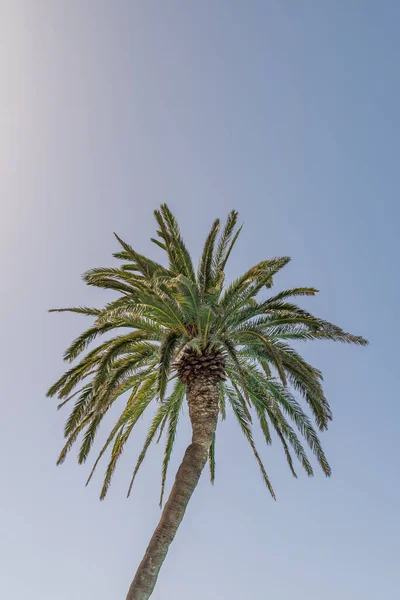 Een Lage Hoek Opname Van Een Palm Boom Met Blauwe — Stockfoto