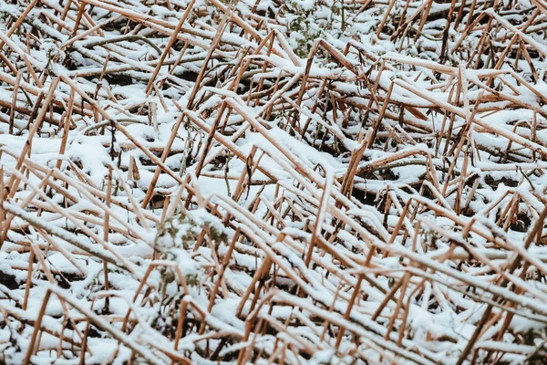 Closeup Shot Straw Covered Snow — Stock Photo, Image