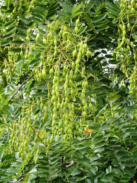 Tiro Vertical Uma Árvore Styphnolobium Japonicum Jardim Botânico Yerevan — Fotografia de Stock