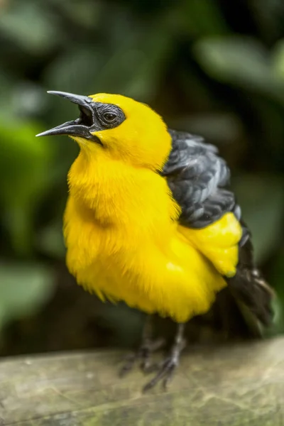 Disparo Vertical Pájaro Amarillo Posado Una Rama — Foto de Stock