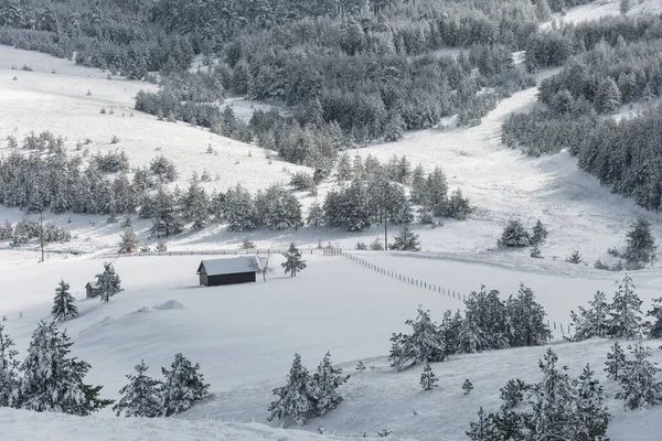 Uma Bela Foto Floresta Coberta Neve Dia Inverno — Fotografia de Stock