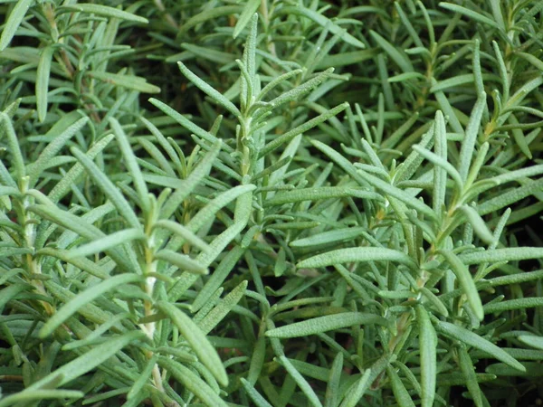 Closeup Shot Rosemary Leaves Garden — Stock Photo, Image