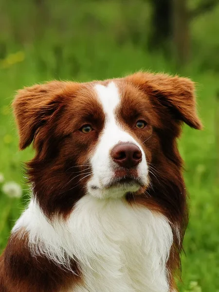 Disparo Vertical Hermoso Perro Borde Collie Aire Libre —  Fotos de Stock