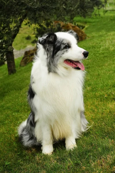 Vertikal Bild Vacker Gräns Collie Hund Utomhus — Stockfoto