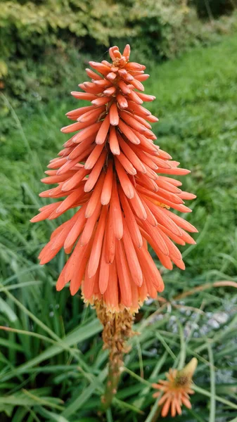 Vertical Shot Blooming Red Hot Pokers Flowers Greenery — Stock Photo, Image
