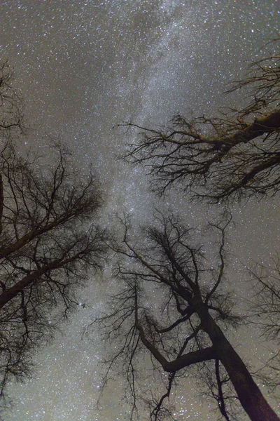 Una Vista Verticale Angolo Basso Alberi Spogli Sotto Cielo Stellato — Foto Stock