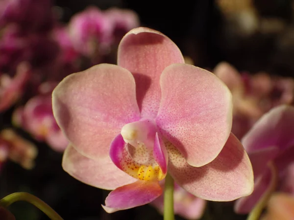 Крупный План Розового Цветка Орхидеи Саду — стоковое фото