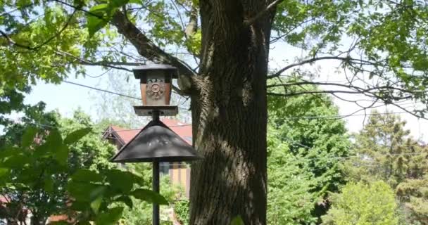 Widok Bliska Starej Lampy Przy Drzewie Parku Wietrzny Dzień — Wideo stockowe