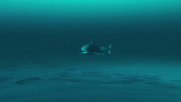 Shark Swimming Sea — Stock Video