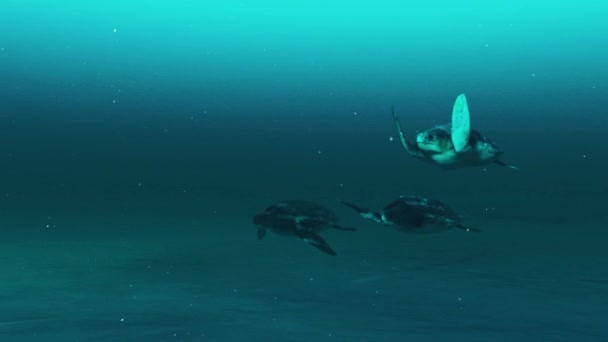 Animation Water Turtles Swimming Underwater — Αρχείο Βίντεο
