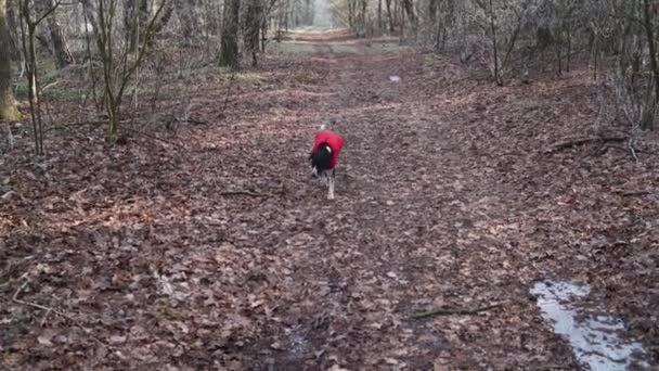 Lindo Perro Negro Una Chaqueta Roja Caminando Bosque Otoño — Vídeos de Stock