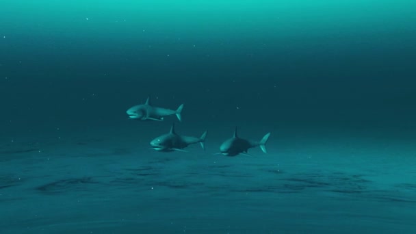 Requins Nageant Dans Mer — Video