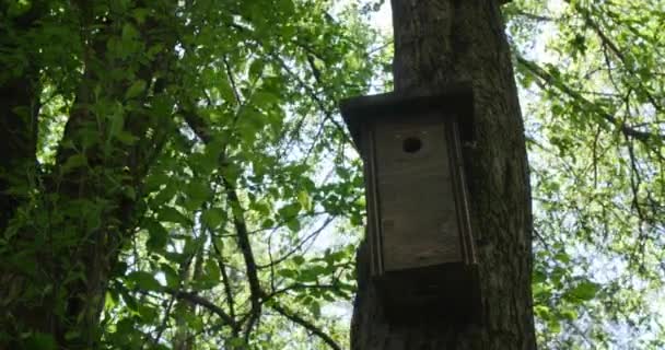 Casa Pássaro Madeira Floresta — Vídeo de Stock