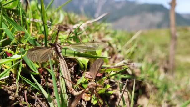 Closeup Dragonflies Grass Field Sunlight Shot — Stockvideo