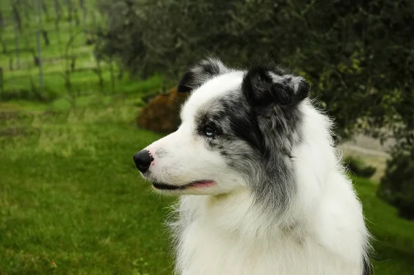 Close Uma Bela Fronteira Collie Cão Livre — Fotografia de Stock