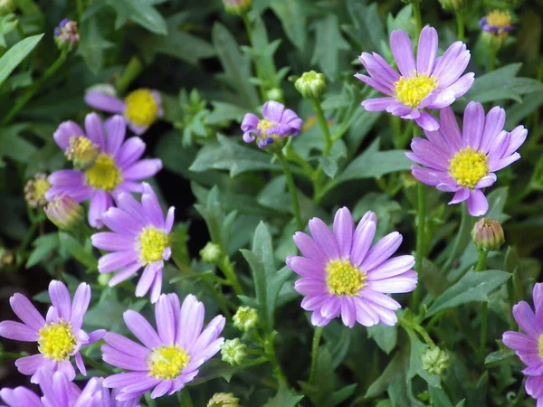 Une Mise Point Sélective Fleurs Aster Violet Dans Jardin — Photo