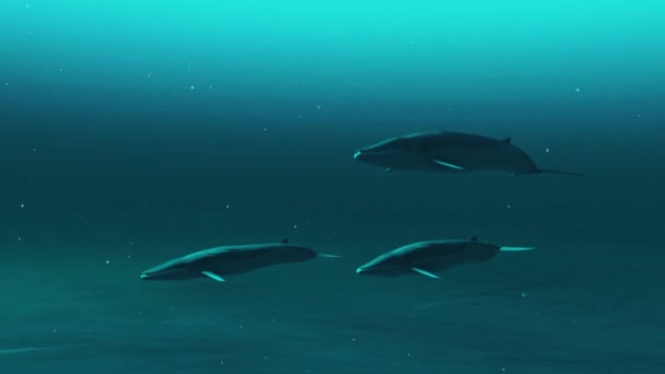 Animación Grupo Ballenas Rorquales Nadando Bajo Agua — Vídeo de stock