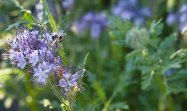 花名Phacelia Tanacetifolia Benthハニーベアリング花 — ストック写真