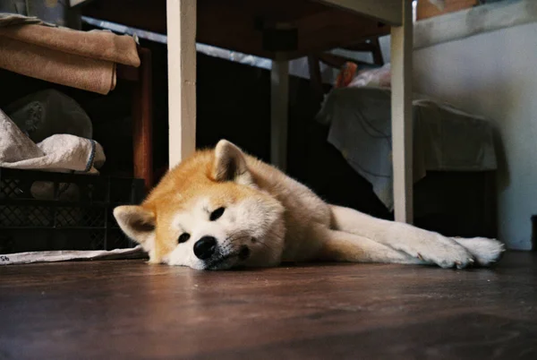 家の中に地面に寝そべっている愛らしいふわふわの茶色の秋田の閉鎖 — ストック写真