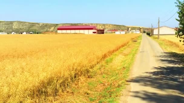 Fält Med Gult Vete Sommarmorgon Jordbruk Jordbruk — Stockvideo