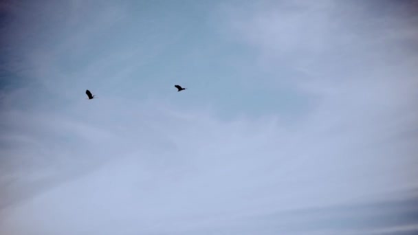 Low Angle View Two Birds Flying Blue Cloudy Sky Shot — Αρχείο Βίντεο