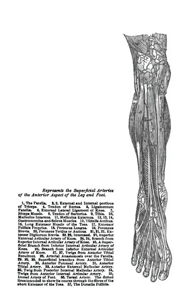 Ilustracja Układu Mięśniowego Nogi Człowieka Starej Anatomii — Zdjęcie stockowe