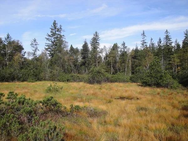 Bogs Areas Worthy Protection Some Can Found Dornbirn Austria — Stock Photo, Image