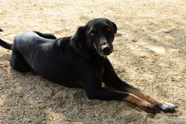 Adorable Labrador Negro Tumbado Suelo Descansando —  Fotos de Stock