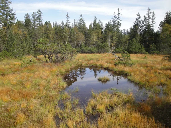 Bogs Areas Worthy Protection Some Can Found Dornbirn Austria — Stock Photo, Image