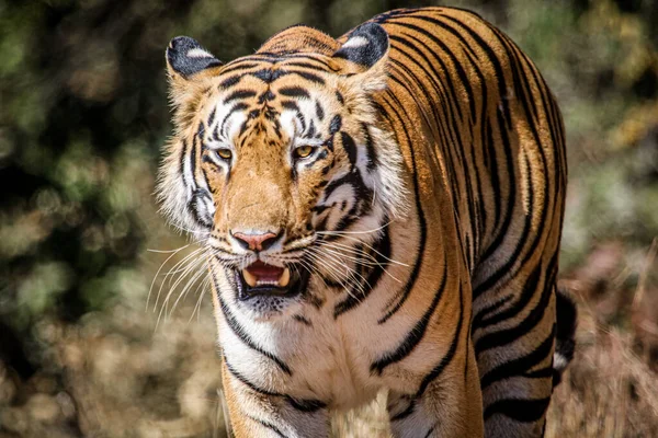 A closeup shot of an adult tiger in the wild with a blurred background