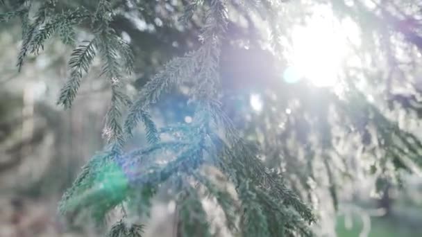 Рождественская Ель Снегом Фоне Размытых Огней — стоковое видео