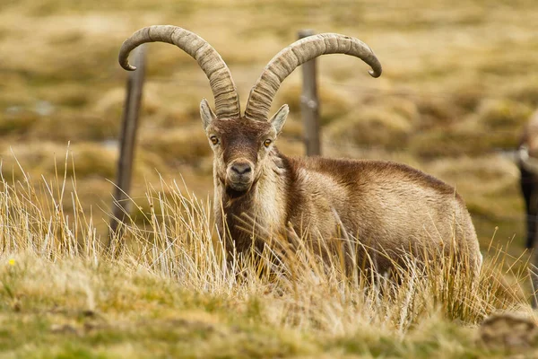 Iberian Ibex Huge Horns Standingin Field Daytime — Stock Photo, Image