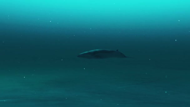 Animation Rorqual Whale Swimming Underwater — Stock Video