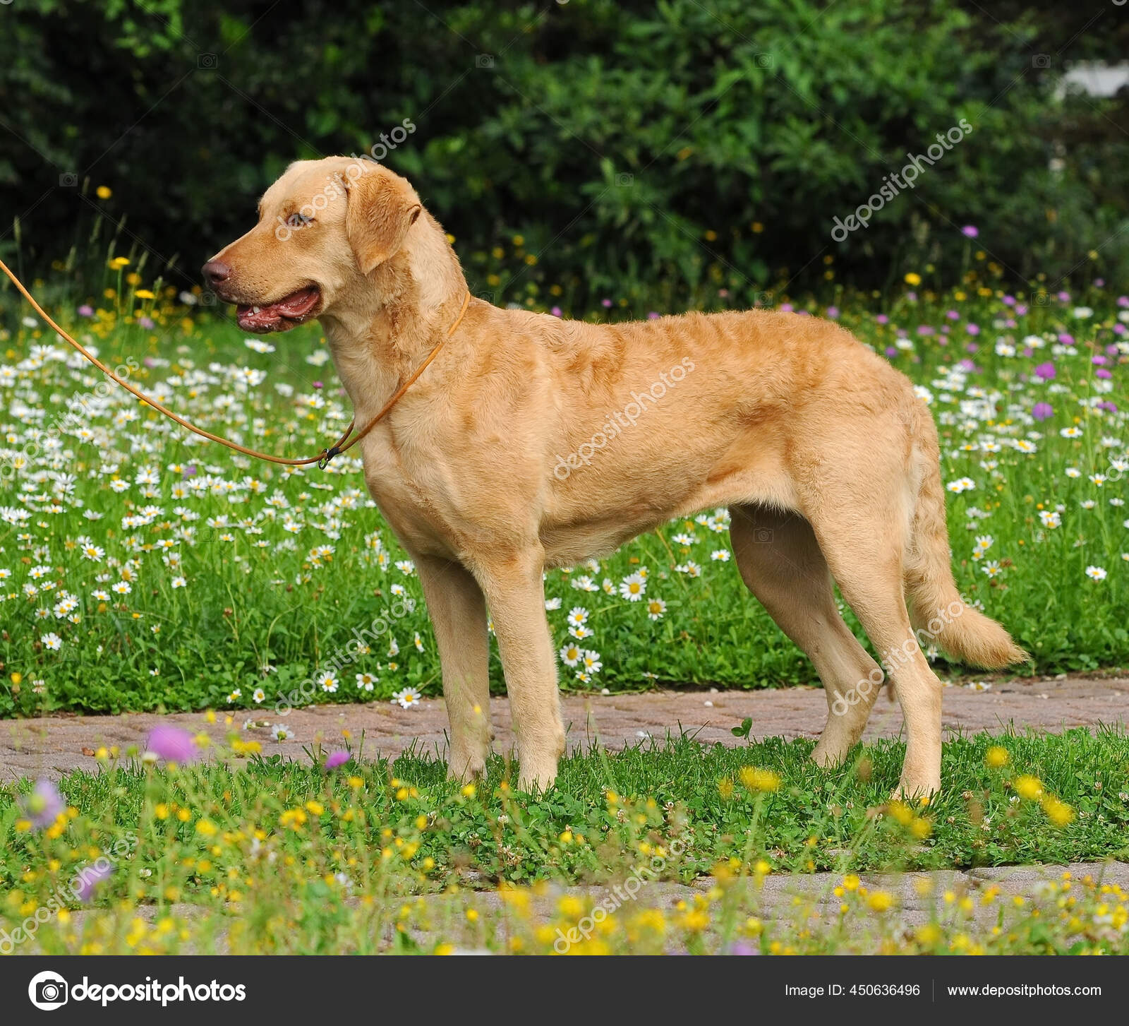 Labrador Retriever Chesapeake Bay And Golden Retriever Mix