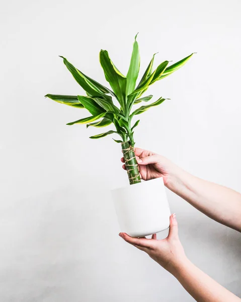 Disparo Vertical Una Hembra Sosteniendo Una Planta Maceta Cerca Una —  Fotos de Stock