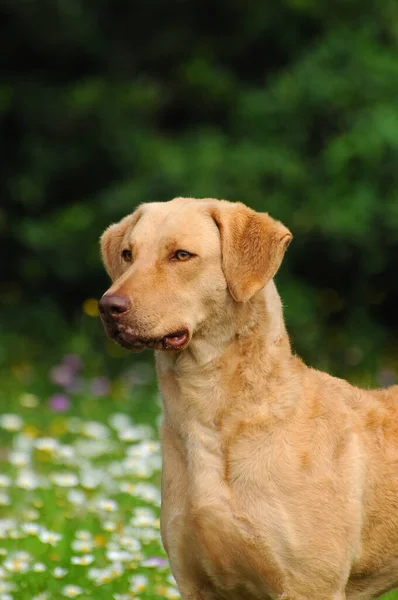 A closeup portrait of a large-sized Chesapeake Bay Retriever dog in a beautiful flower field