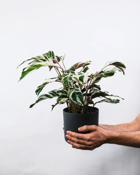 Plano Vertical Macho Sosteniendo Una Planta Maceta Fusión Blanca Calathea —  Fotos de Stock