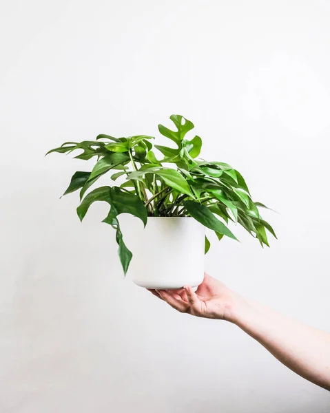 Disparo Vertical Una Hembra Sosteniendo Una Planta Maceta Cerca Una —  Fotos de Stock