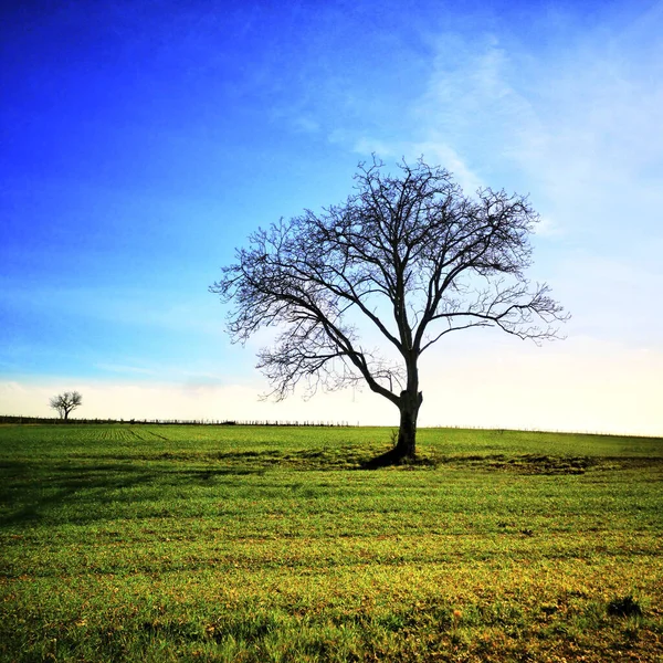 Beautiful View Leafless Tree Grassy Field Bright Sky — Stock Photo, Image